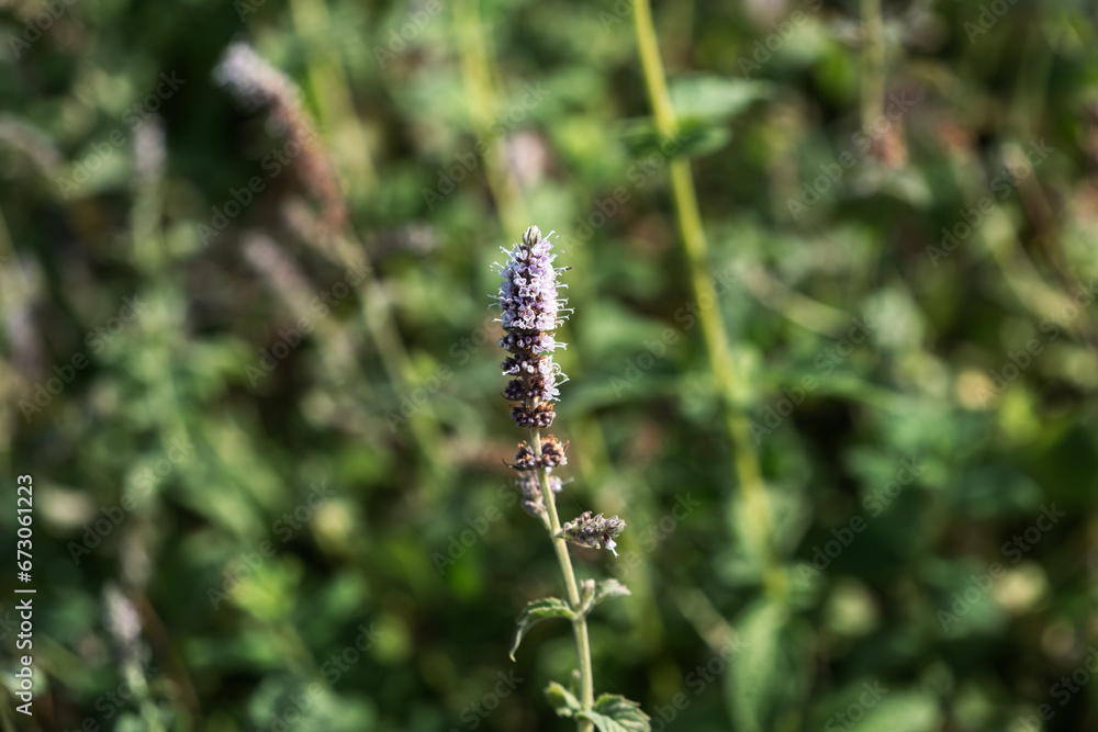 Possibly a type of spearmint, (mentha spicata?) or a local endemic species of Türkiye.