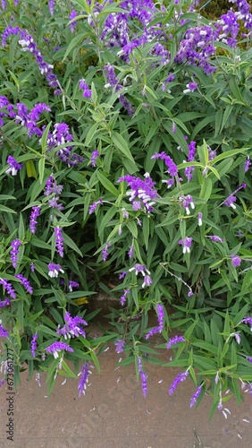 loseup of beautiful flowers of Salvia leucantha