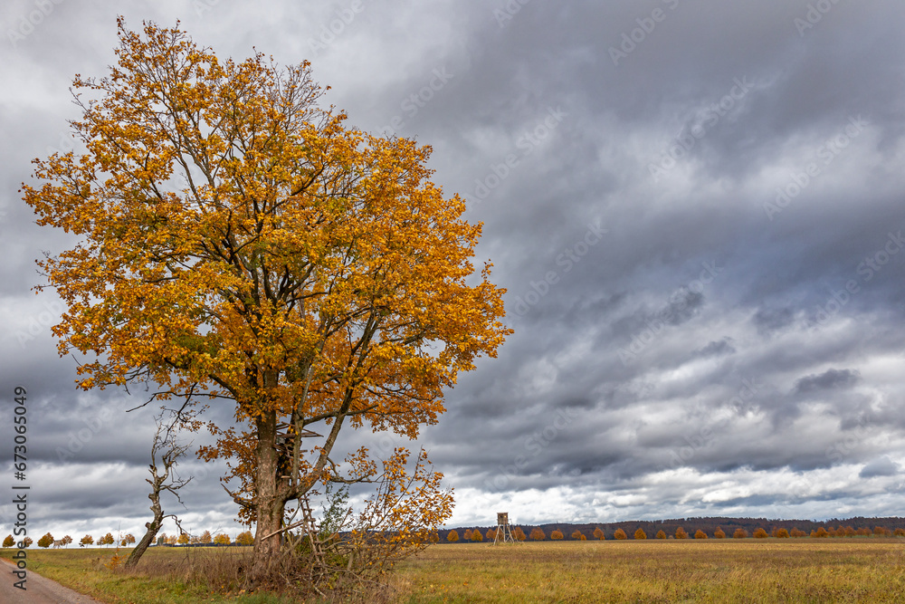 Obraz premium einzelner Laubbaum im Herbstgewand