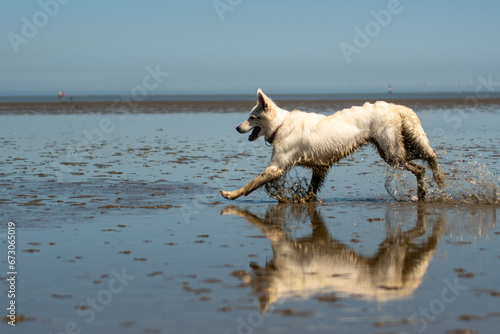 ein weißer Schäferhund rennt bei Ebbe durchs Wattenmeer 