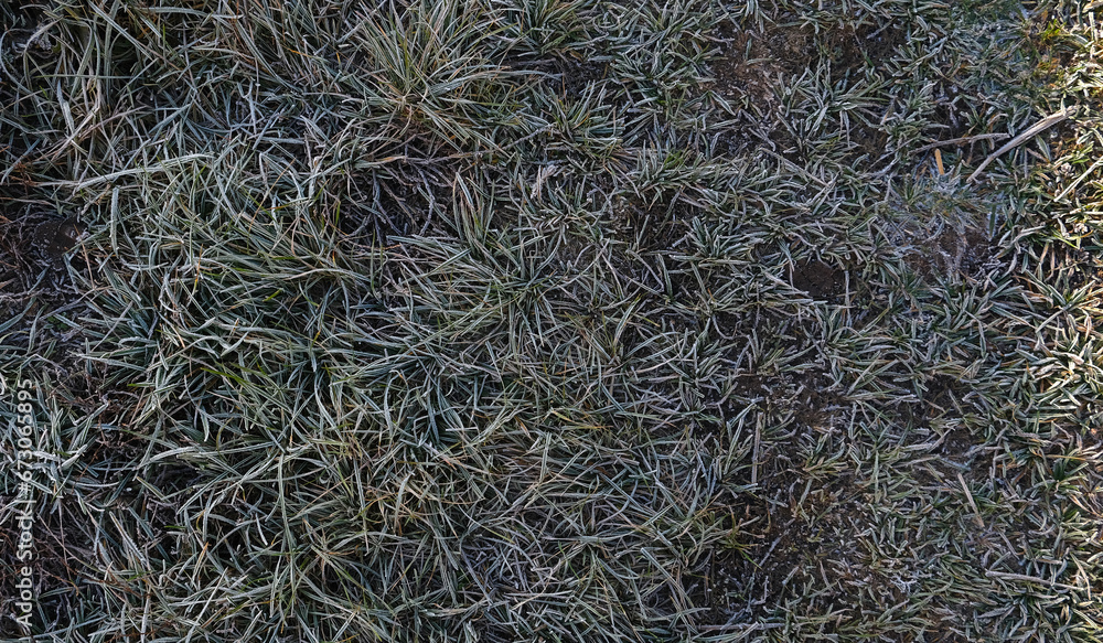 frost on the grass and leaves, night frosts on the soil frost on the grass and leaves, night frosts on the soil