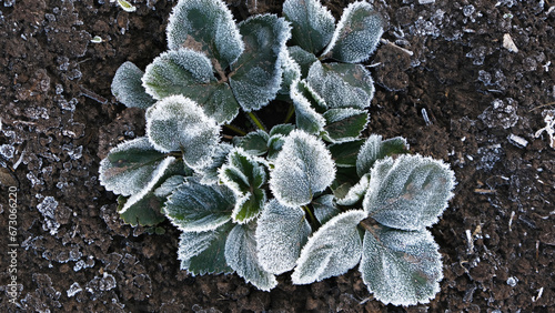 frost on the grass and leaves, night frosts on the soil