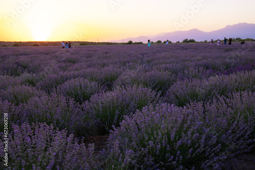 Rows of purple lavender at sunset.