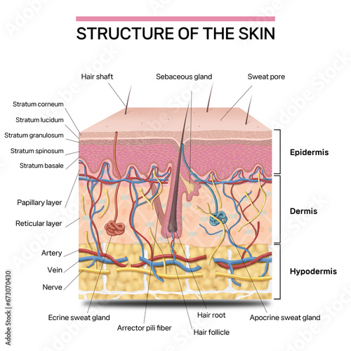 피부의 구조를 설명하는 메디컬일러스트