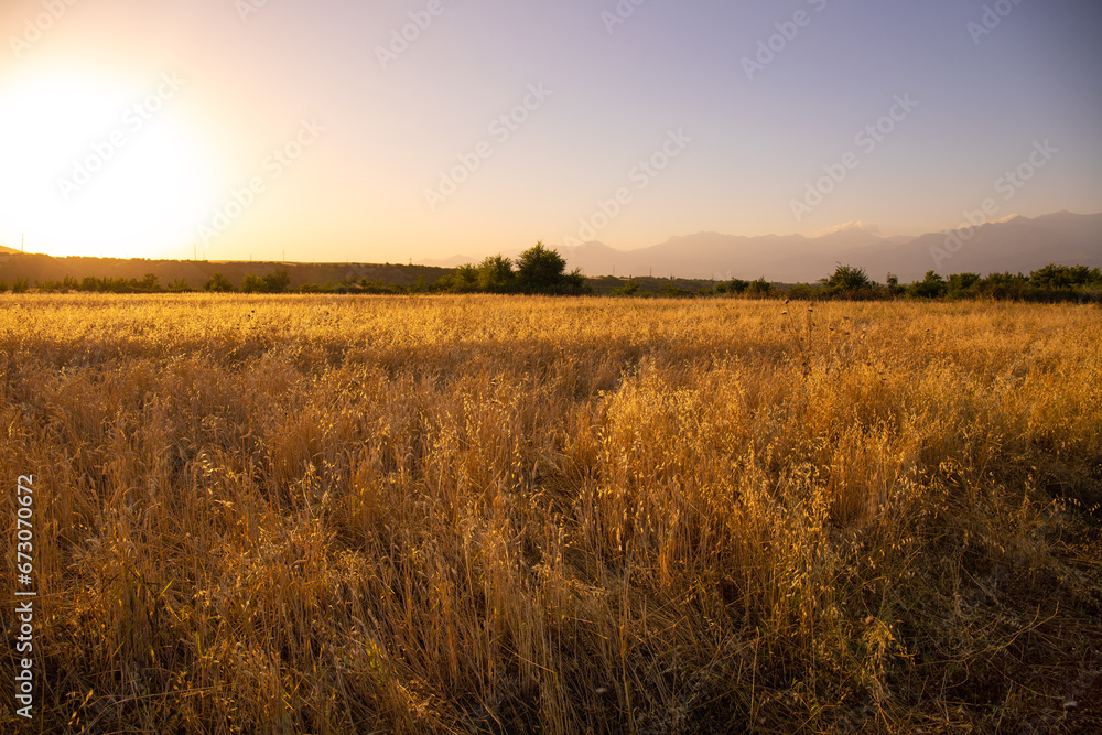 Big yellow wheat field.