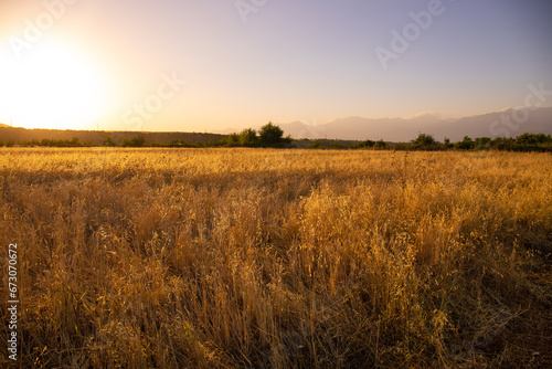 Big yellow wheat field.