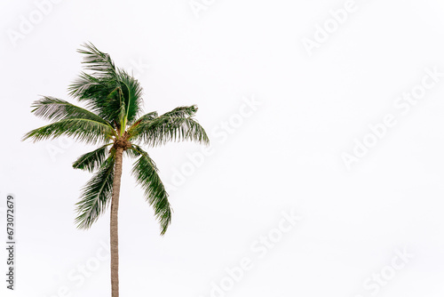 Summer tropical exotic coconut palm tree against white sky. 