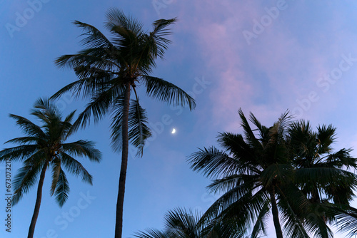 Bright blue sky with golden dawn sunrise at tropical beach coconut tree