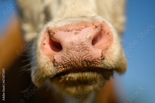 White cow close up portrait on pasture.Farm animal looking into camer.