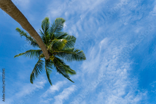 Palm trees against blue sky  Palm trees at tropical coast  coconut tree.
