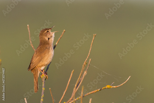 Bird Savi's warbler singing on a reed stalk. Song bird in the nature habitat. Locustella luscinioides photo