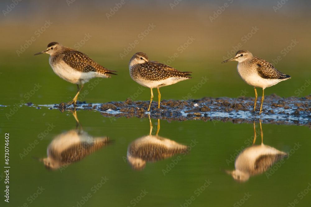 Obraz premium Shorebirds - Wood Sandpiper Tringa glareola, wildlife Poland Europe