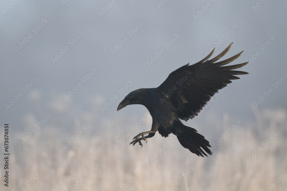 Fototapeta premium Bird beautiful raven Corvus corax North Poland Europe