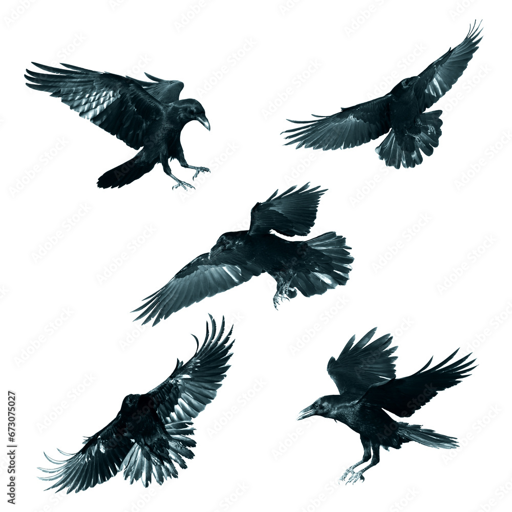 Obraz premium Birds flying ravens isolated on white background Corvus corax. Halloween - mix five birds, silhouette of a large black bird in flight cut out on a white background for use in graphic arts