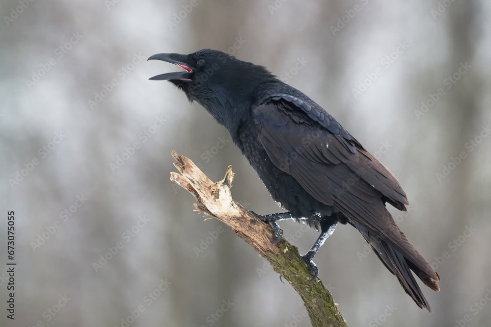 Bird beautiful raven Corvus corax North Poland Europe Bird beautiful raven Corvus corax North Poland Europe