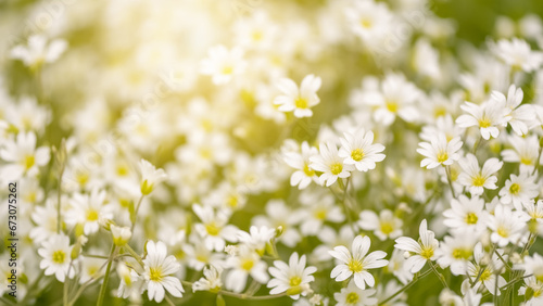 Spring small white flowers in sunlight. Beautiful spring banner. Selective focus. photo