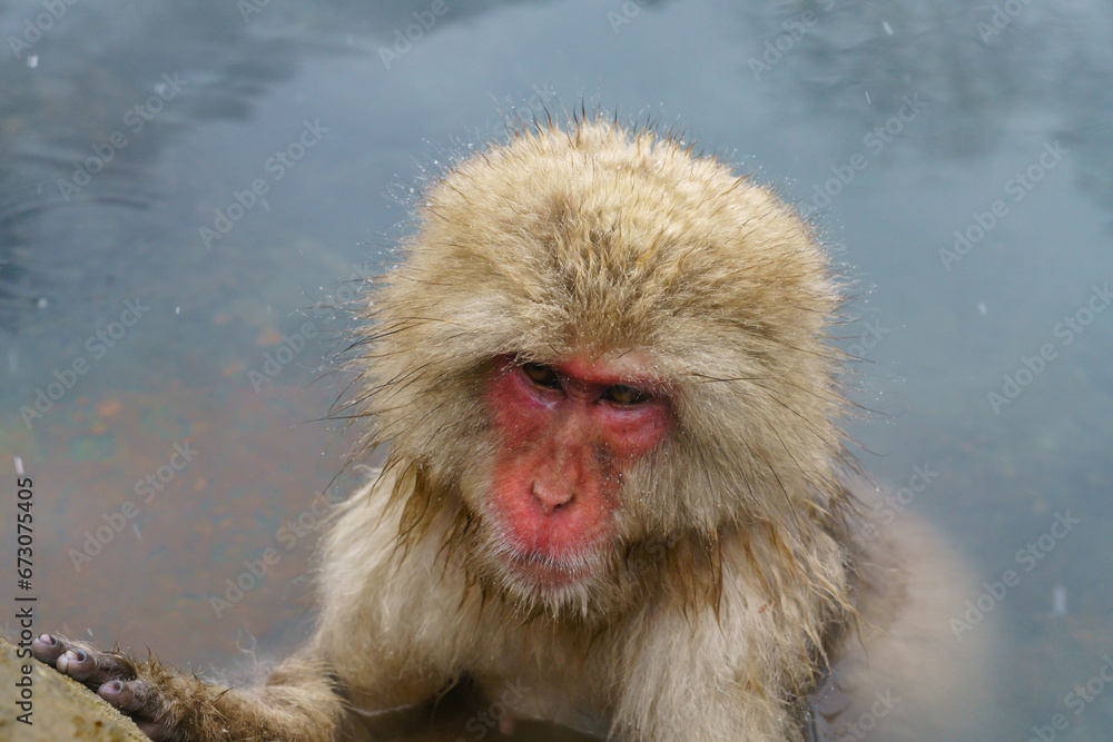 Naklejka premium スノーモンキー 温泉に入るニホンザル 野猿公苑