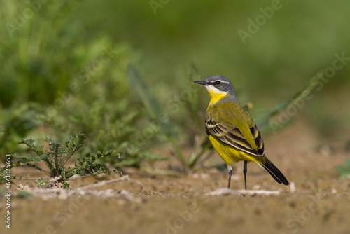 Small bird Yellow Wagtail sitting on ground Motacilla flava