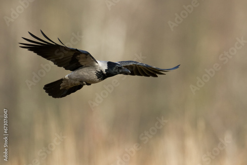 flying Bird - Hooded crow Corvus cornix in amazing warm background Poland Europe © Marcin Perkowski