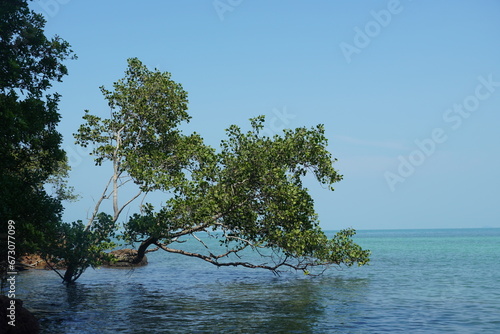 tree on the sea