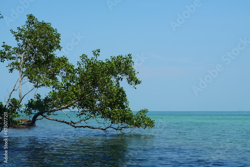 tree on the sea