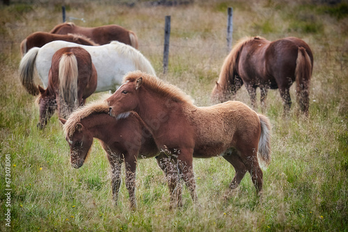 icelandic horses on pasture, one beat another photo