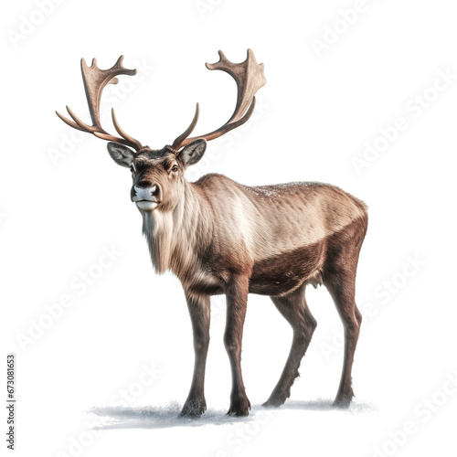 reindeer on png transparent background photo