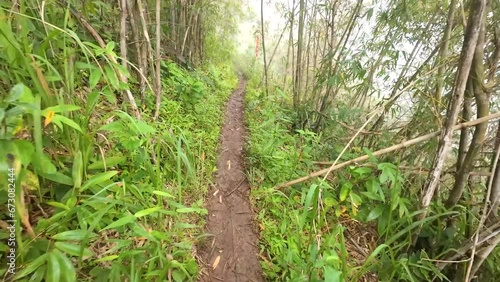 Hiking mountain trail walking path in wild green bamboo forest. A beautiful nature trail on a mountain in Thailand's rainforest filled with mist. The path of a trail runner on hill.