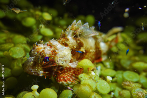 Stonefish with camouflage pattern texture skin stay still to hunt food and small fish on green seaweed in night dive with coral reef and underwater sea background landscape