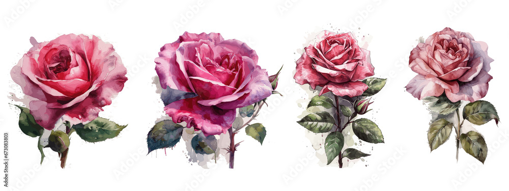 rose isolated on transparent background rose isolated on transparent background