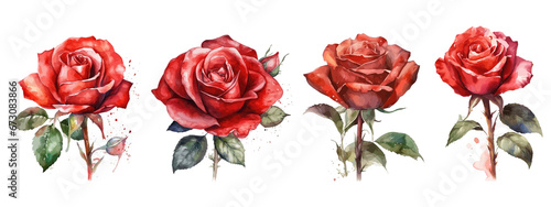 rose isolated on transparent background