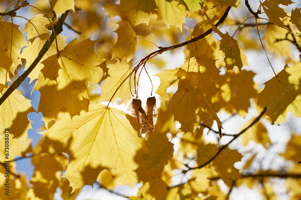 Fototapeta premium Autumn Vibes