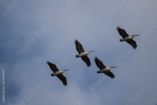 Curly-haired gray pelican plans in the air against the blue sky