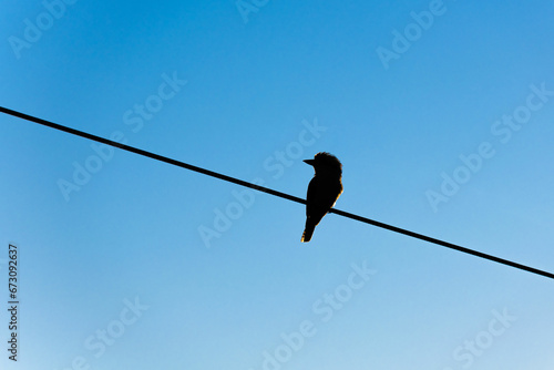 Silhouette of laughing kookaburra sitting on the power line © PicMedia