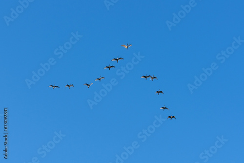 Flock of white ibises in flight with blue sky background