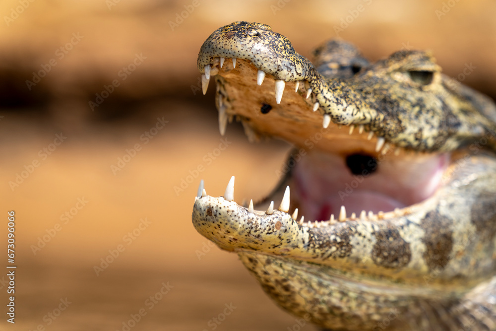 Obraz premium yacare caiman