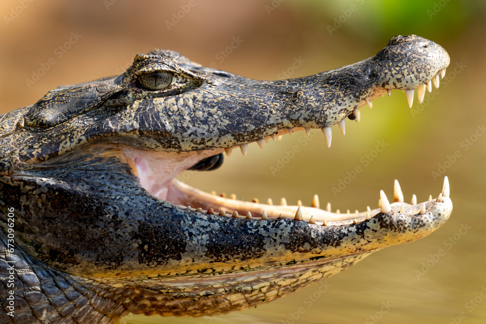 Obraz premium yacare caiman