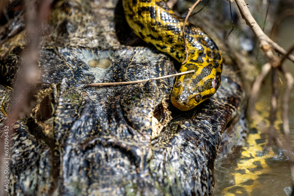 yacare caiman fighting with anaconda in Pantanal