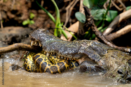 Fotografie yacare caiman fighting with anaconda in Pantanal