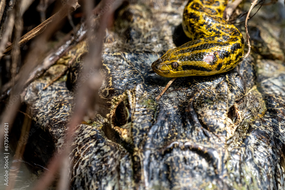 yacare caiman fighting with anaconda in Pantanal yacare caiman fighting with anaconda in Pantanal