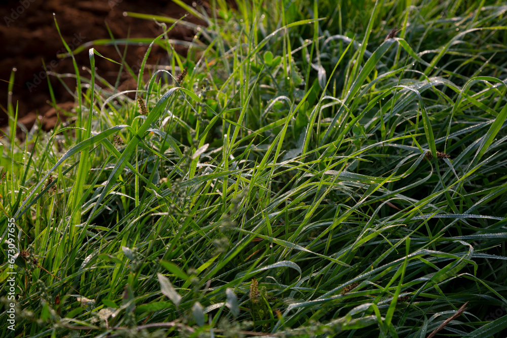 Grass at the edge of a road Grass at the edge of a road