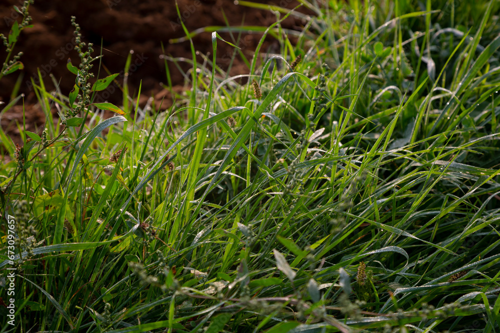 Grass at the edge of a road