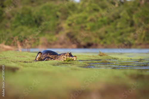 danger yacare caiman in Pantanal photo