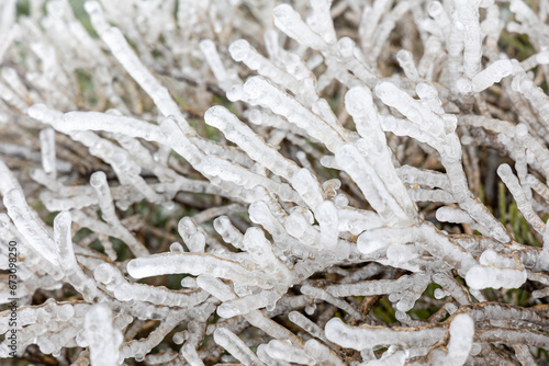 tree branches covered by ice in first snowfall of the year 2023 in the Sierra de Guadarrama in Madrid, Spain © josevgluis