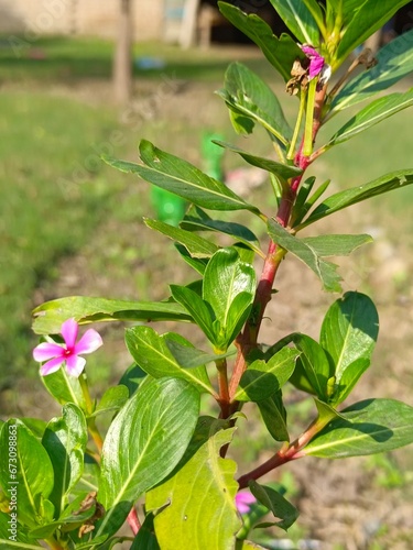 pink flower with green leaves in garden 