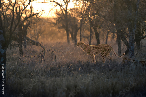 Canvas Print Cheetah walking in the savanna at Serengeti National Park, Tanzania