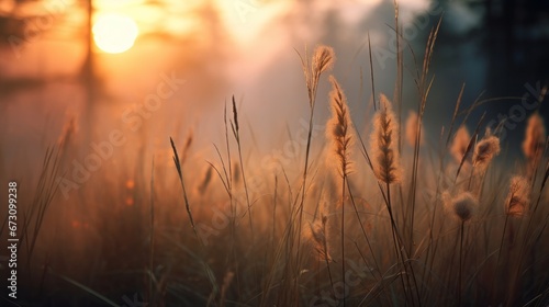 Wild grass in the forest at sunset, copy space, 16:9