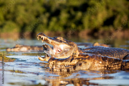 danger yacare caiman fishing in Pantanal