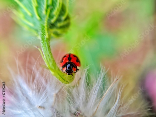 photography of beautiful lady bug beetles foraging around green leaves 