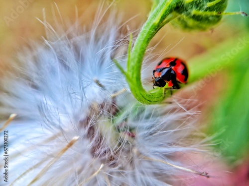 photography of beautiful lady bug beetles foraging around green leaves 